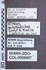 Etikette zu Athous (Orthathous) margheritae (Guglielmi & Platia, 1985) (NHMW-ZOO-COL-0008467)